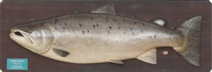 (post) Richard Hewitt pays tribute to the fish-carving skills of the late Russian guide Nick Podolsky