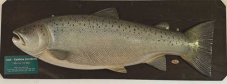 (post) Richard Hewitt pays tribute to the fish-carving skills of the late Russian guide Nick Podolsky