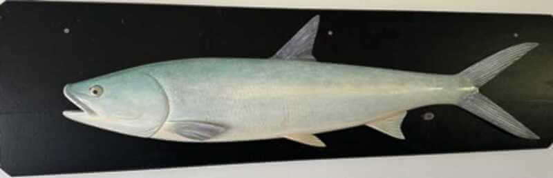 (post) Richard Hewitt pays tribute to the fish-carving skills of the late Russian guide Nick Podolsky