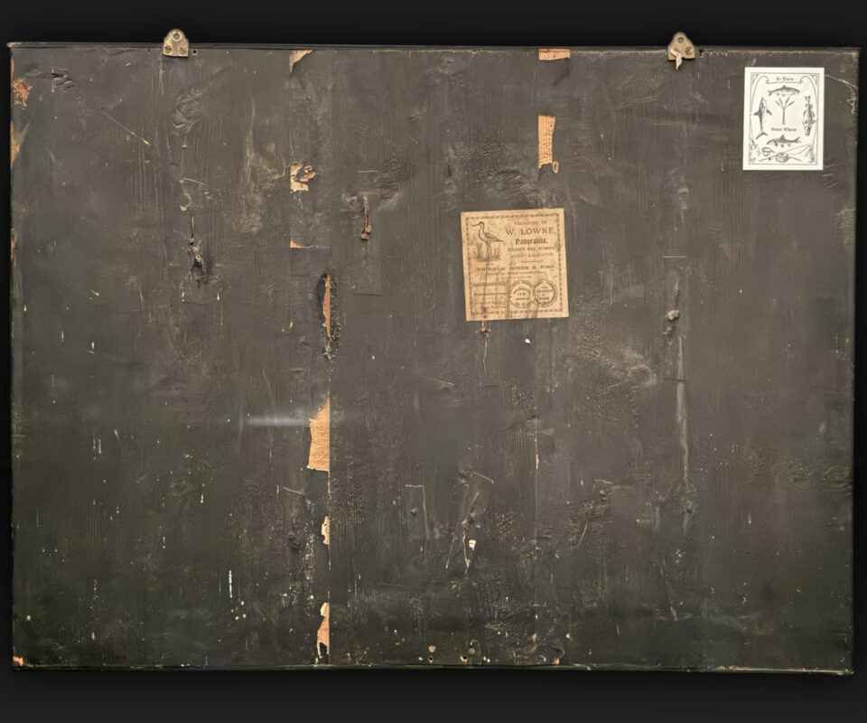   3 Specimen Perch  by W. Lowne of Great Yarmouth