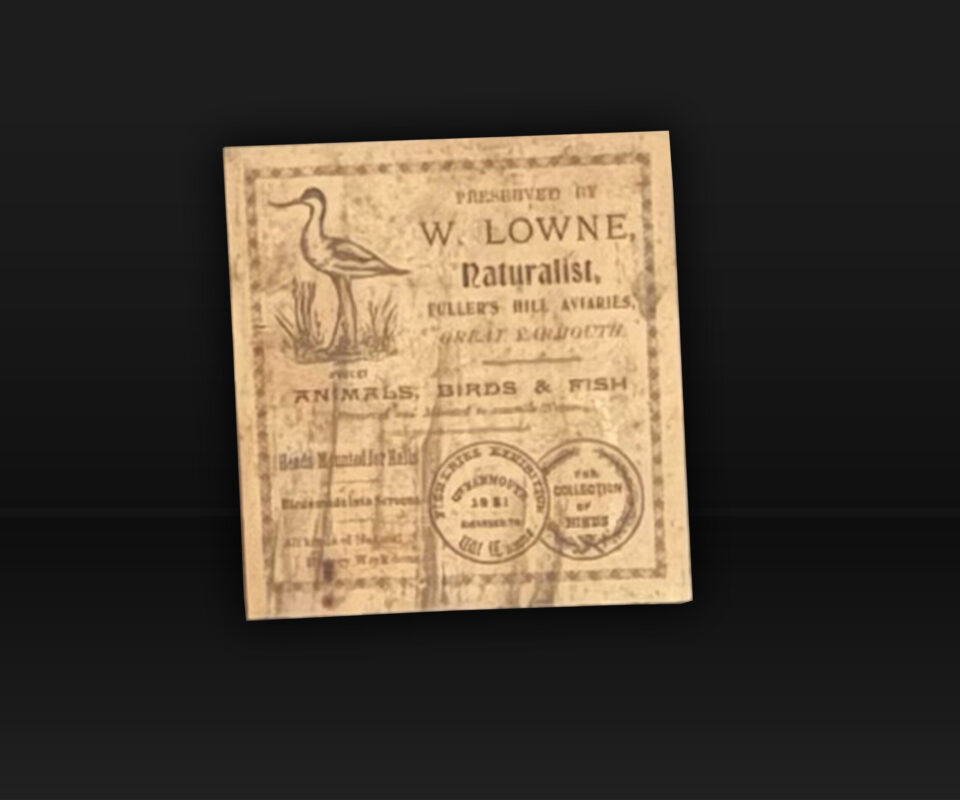   3 Specimen Perch  by W. Lowne of Great Yarmouth