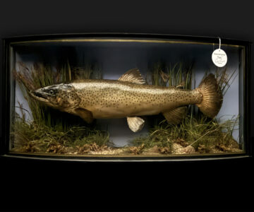 Cooper Brown Trout in Glass Case