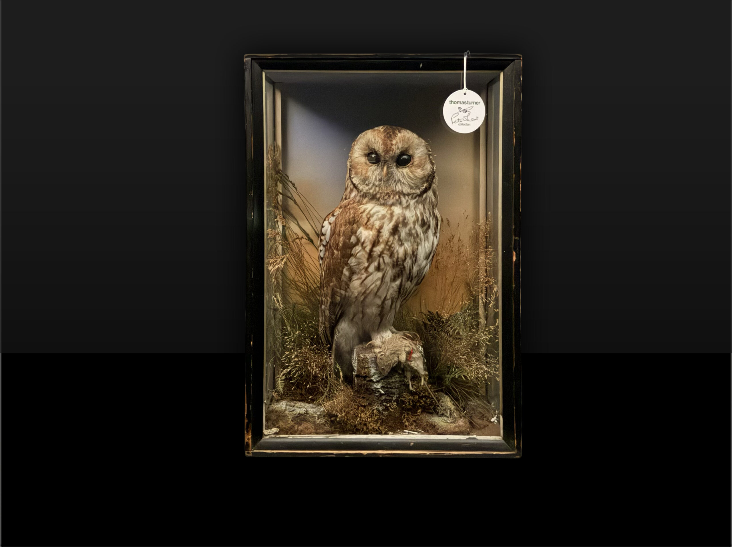 Cased Owl