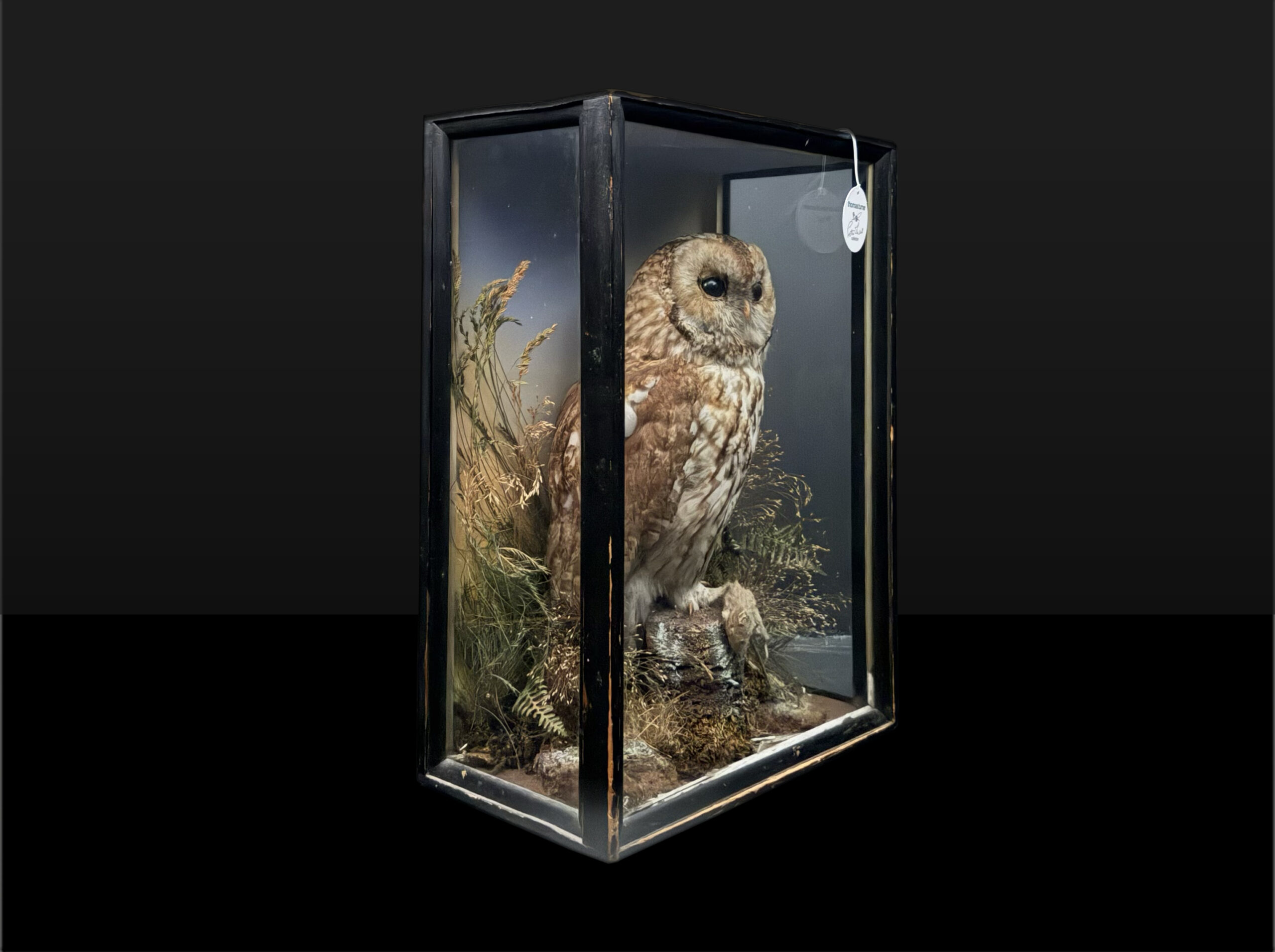 Cased Owl - Image 3