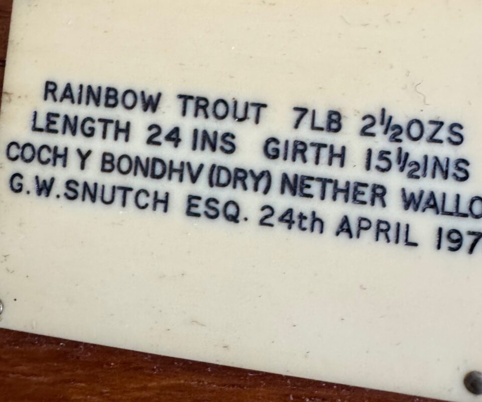 Alternative view of Skin Mount of Trout on Board by Rowland Ward