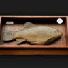 (post) Hardy carved salmon migrate from HQ
