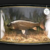 Cased Common Carp caught by Peter Wheat (Golden Scale Club)