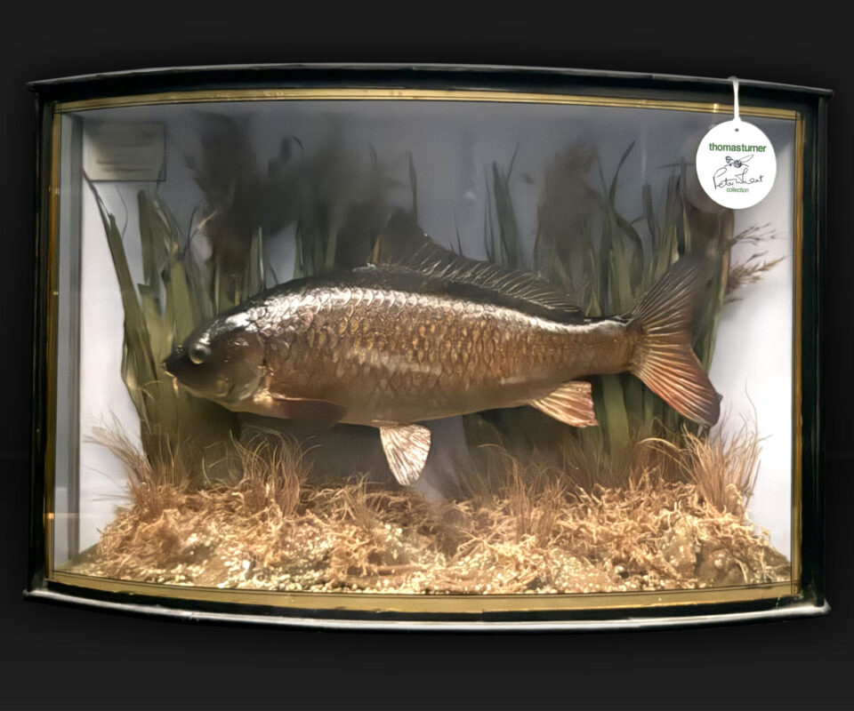   Cased Common Carp caught by Peter Wheat (Golden Scale Club)