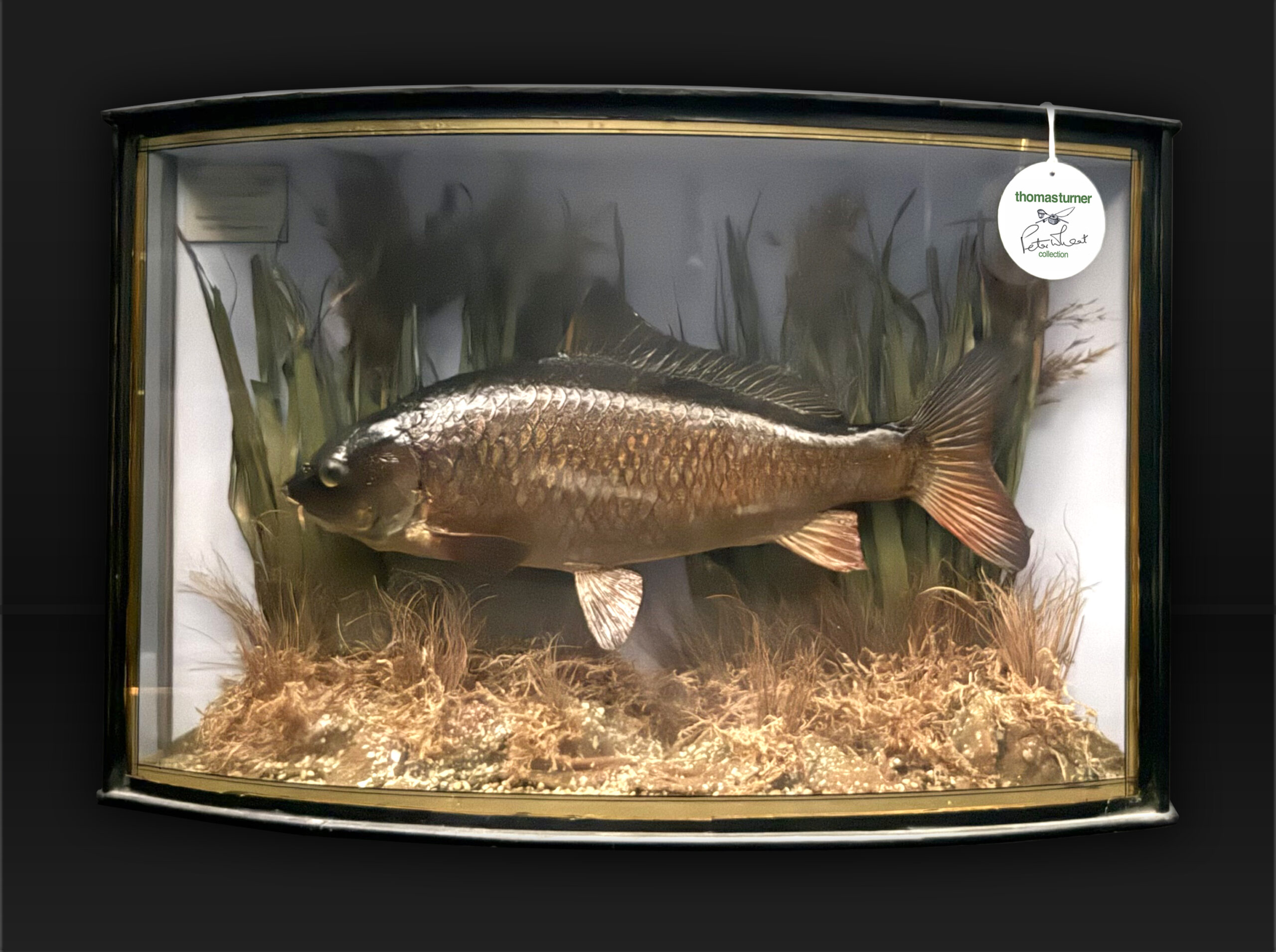 Cased Common Carp caught by Peter Wheat (Golden Scale Club)