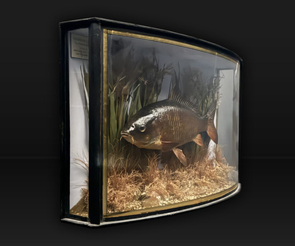 Cased Common Carp caught by Peter Wheat (Golden Scale Club)