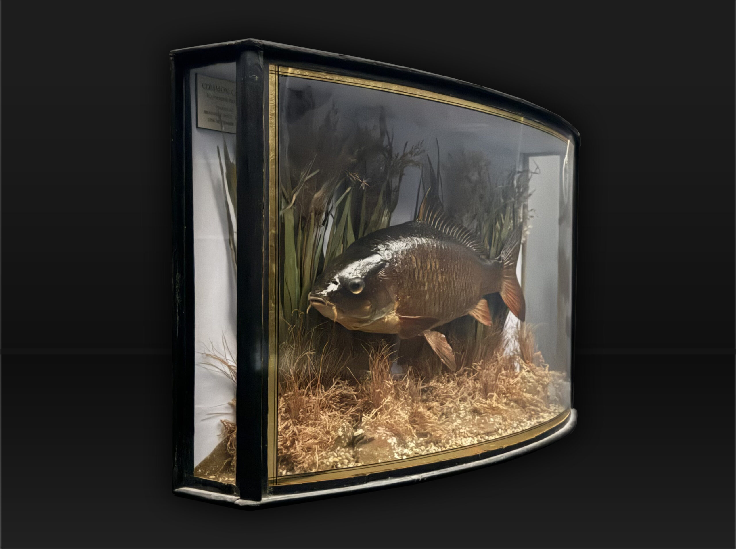 Cased Common Carp caught by Peter Wheat (Golden Scale Club)