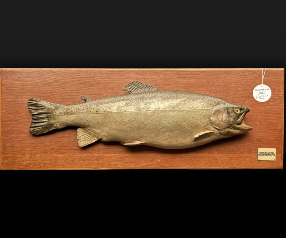Skin Mount of Trout on Board by Rowland Ward