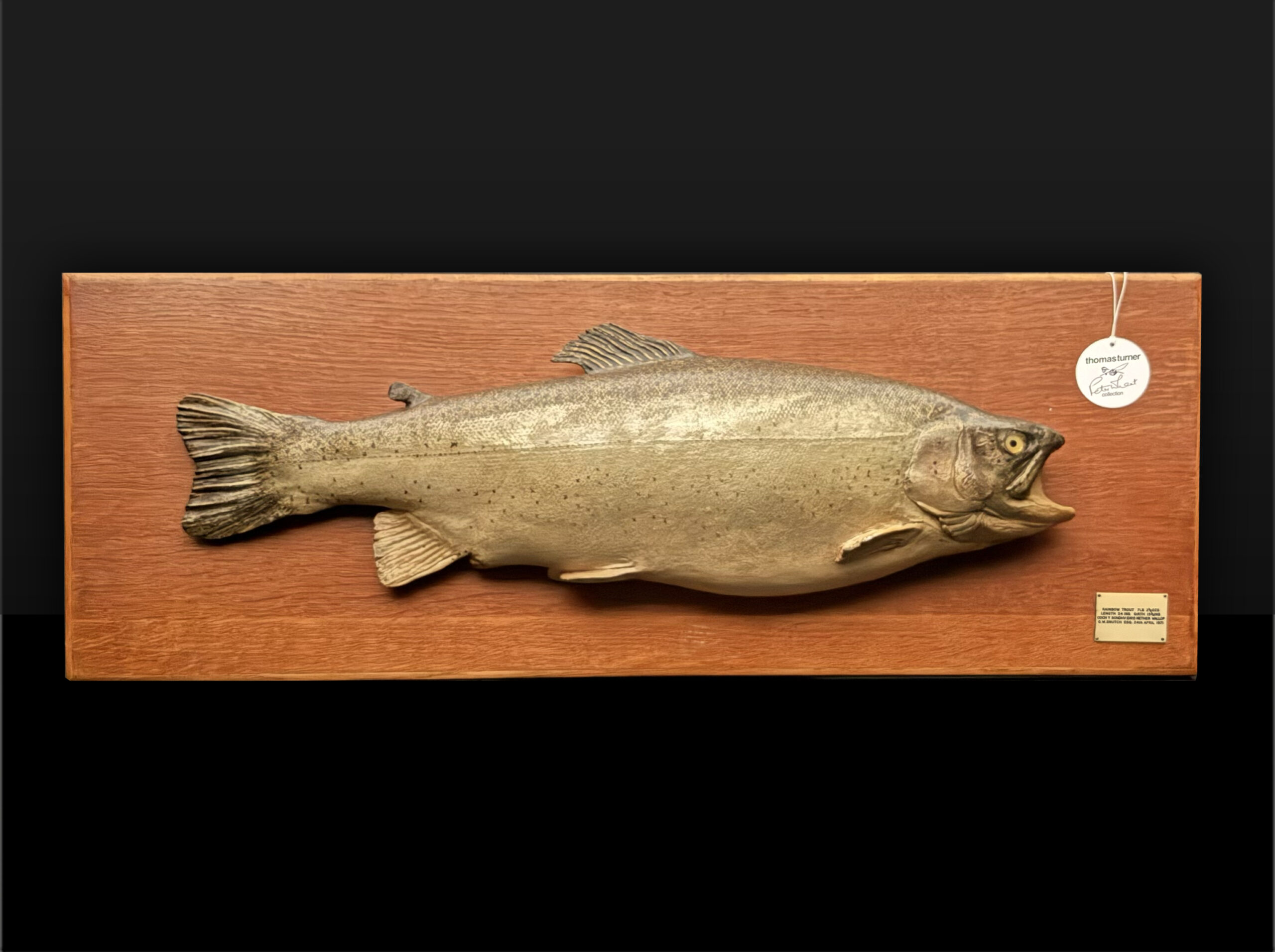 Skin Mount of Trout on Board by Rowland Ward