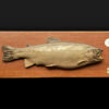 Skin Mount of Trout on Board by Rowland Ward