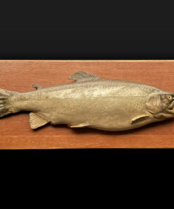  Skin Mount of Trout on Board by Rowland Ward