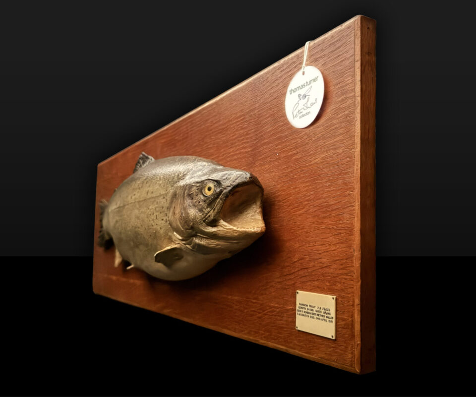 Skin Mount of Trout on Board by Rowland Ward