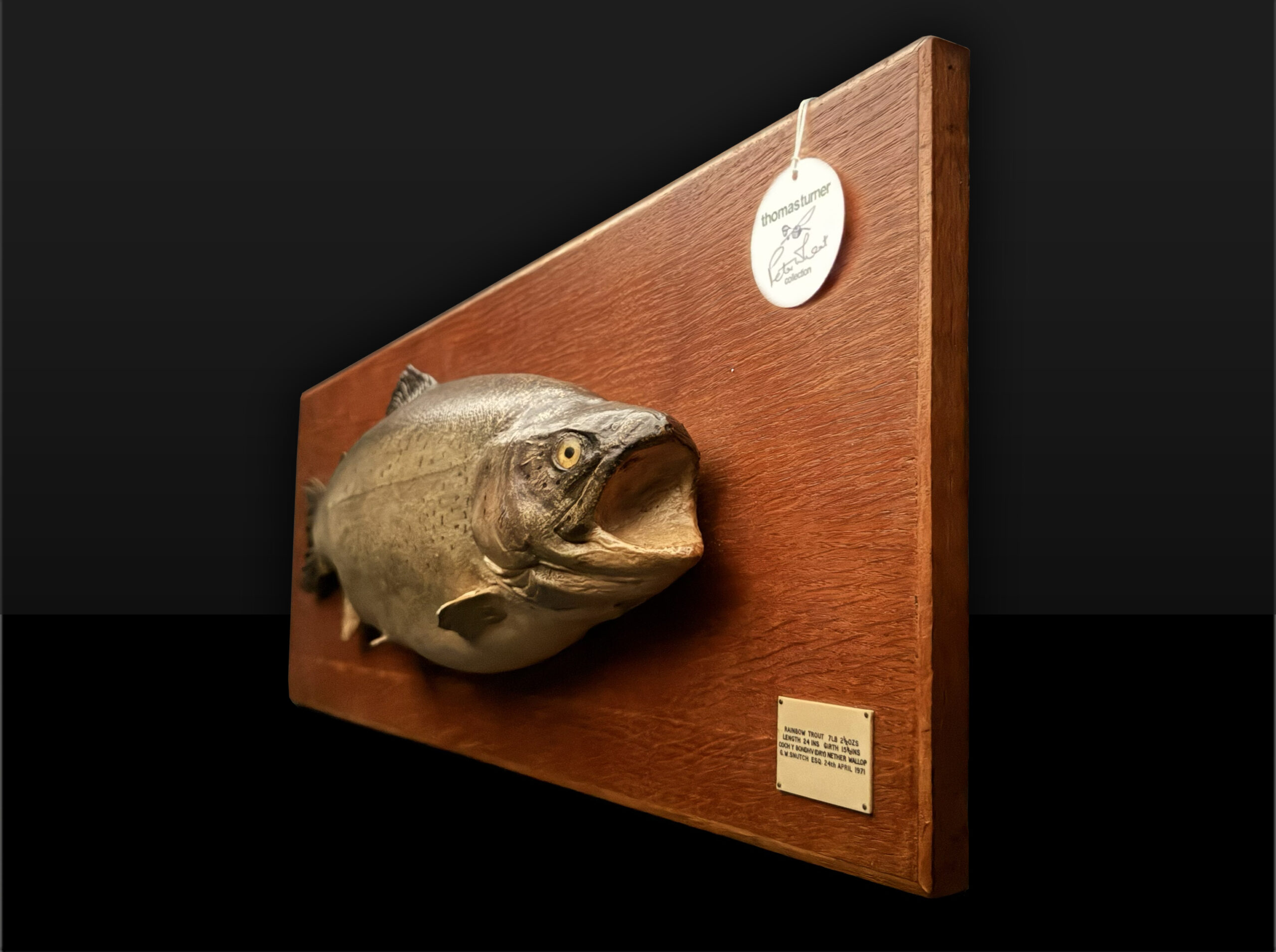 Skin Mount of Trout on Board by Rowland Ward