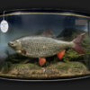 Cased 2lb Roach in Bow Fronted Case restored by Peter Stone