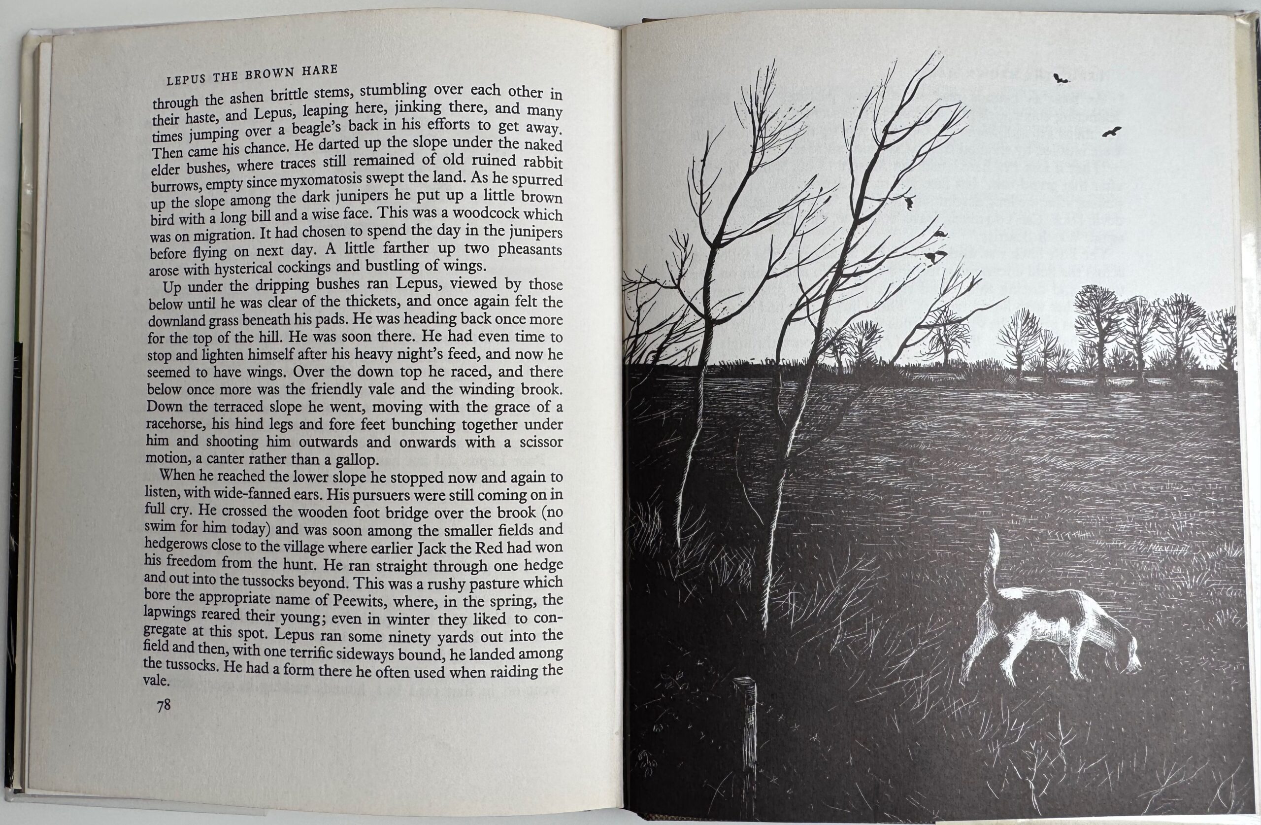 "BB" Denys Watkins-Pitchford. Signed Original Drawing from Lepus the Brown Hare - Image 4