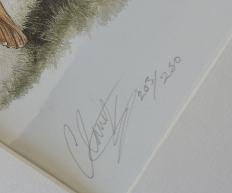 Claire Yates Limited Edition Print 203/250 – Richard Walker & His 44 lb Common Carp