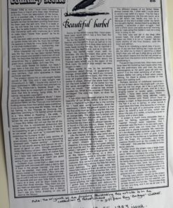 Alternative view of Original Artwork of a Barbel by Denys Watkins Pitchford for Shooting Times Article