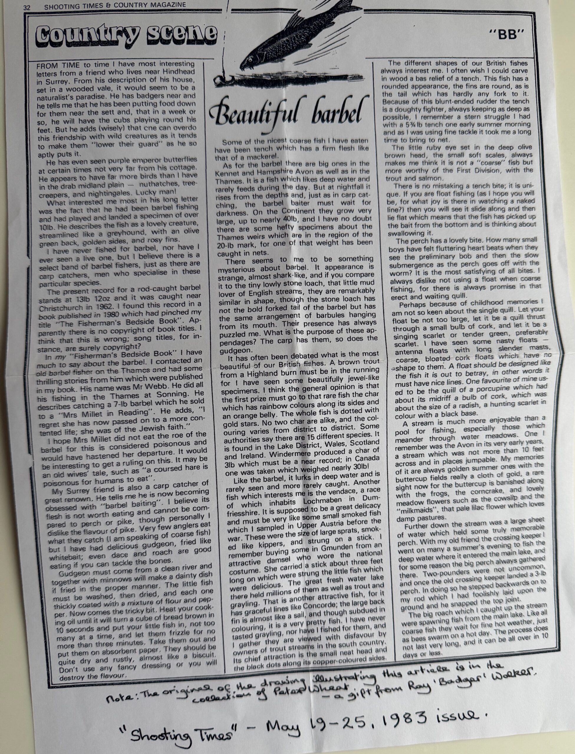 Original Artwork of a Barbel by Denys Watkins Pitchford for Shooting Times Article - Image 2