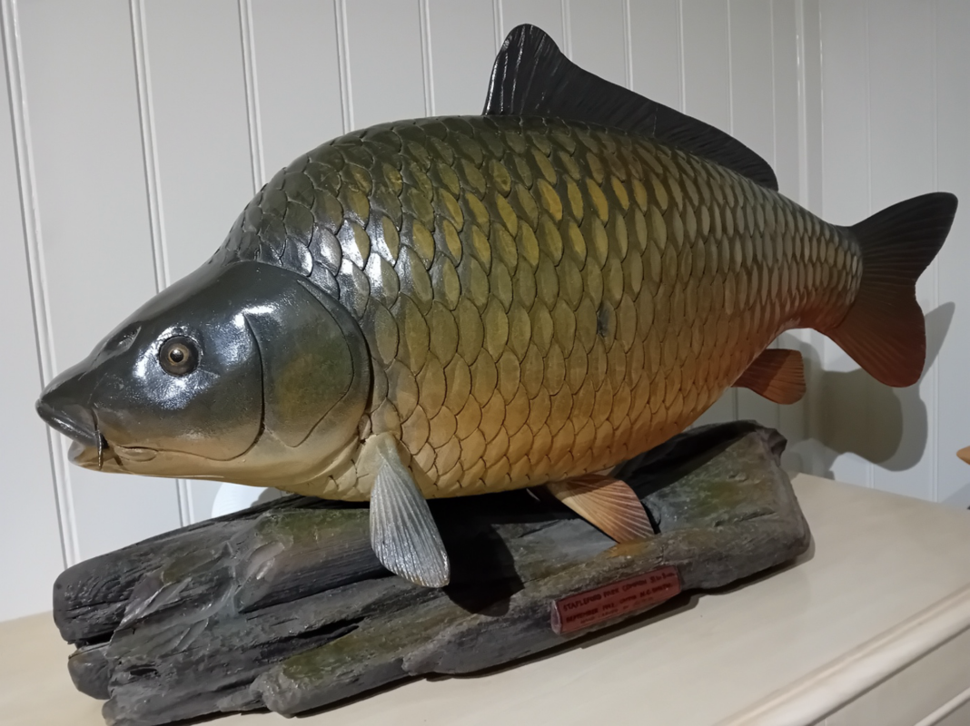 Brian mills carp 1
