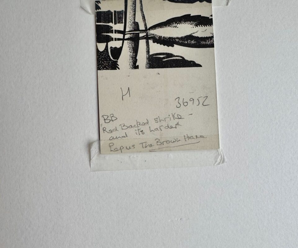 Alternative view of Red Backed Shrike and its Larder by Denys Watkins Pitchford. 'BB'.