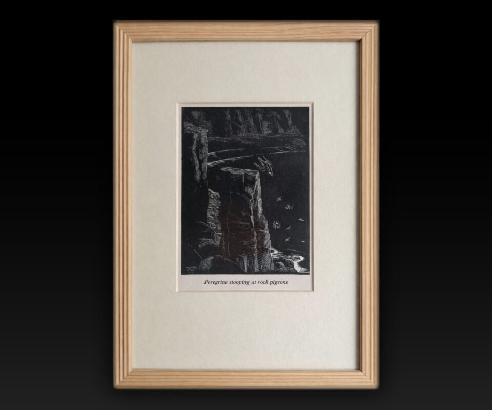 "Peregrine stooping at rock pigeons" By Denys Watkins Pitchford "B B"