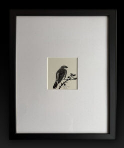 Red Backed Shrike and its Larder by Denys Watkins Pitchford. 'BB'.