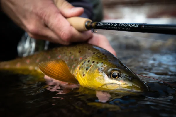 T&T contact 2 rod image