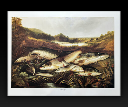 H.L. Rolfe "Freshwater Fish" Colour Print, Published 1998