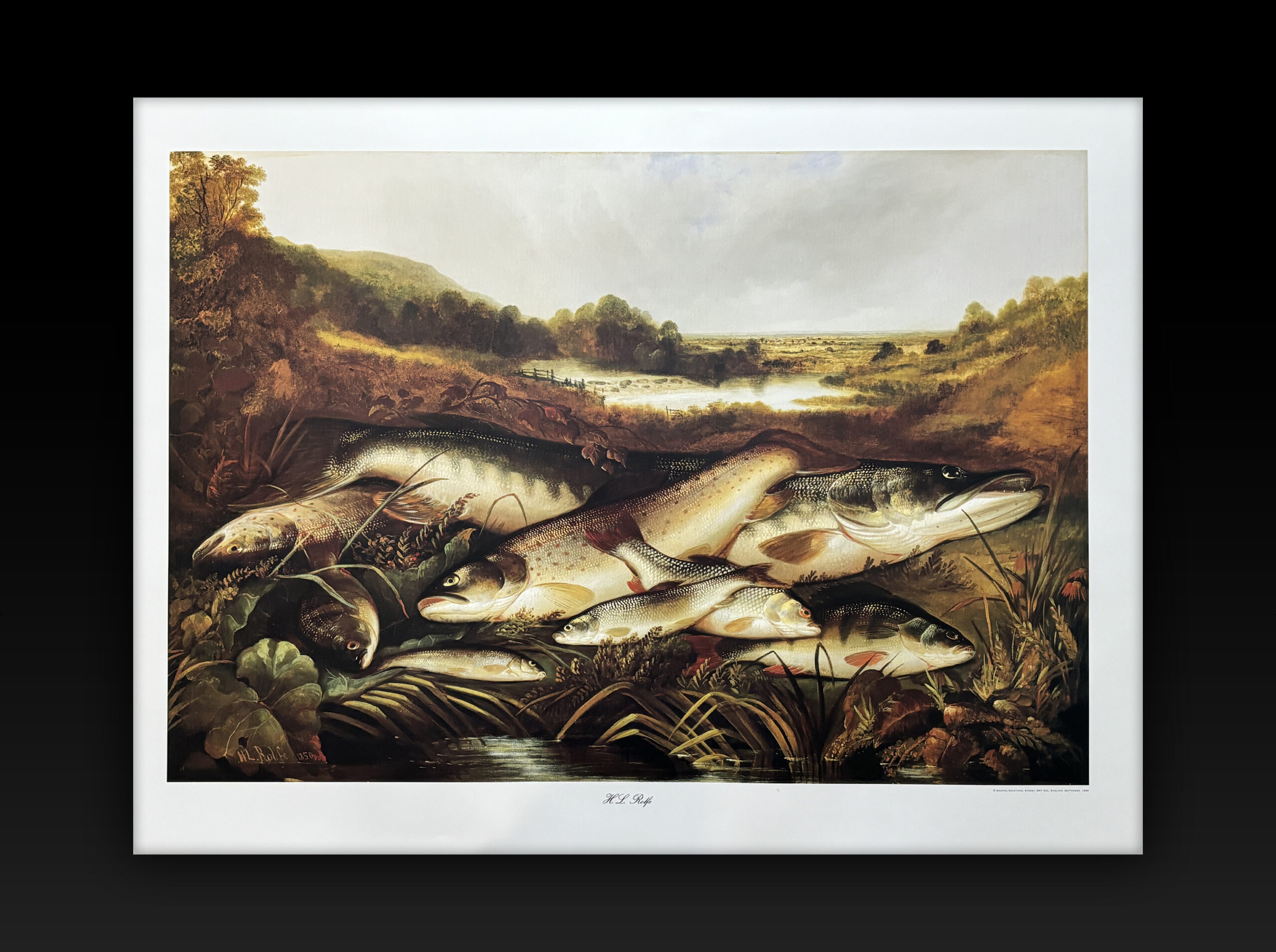 H.L. Rolfe "Freshwater Fish" Colour Print, Published 1998