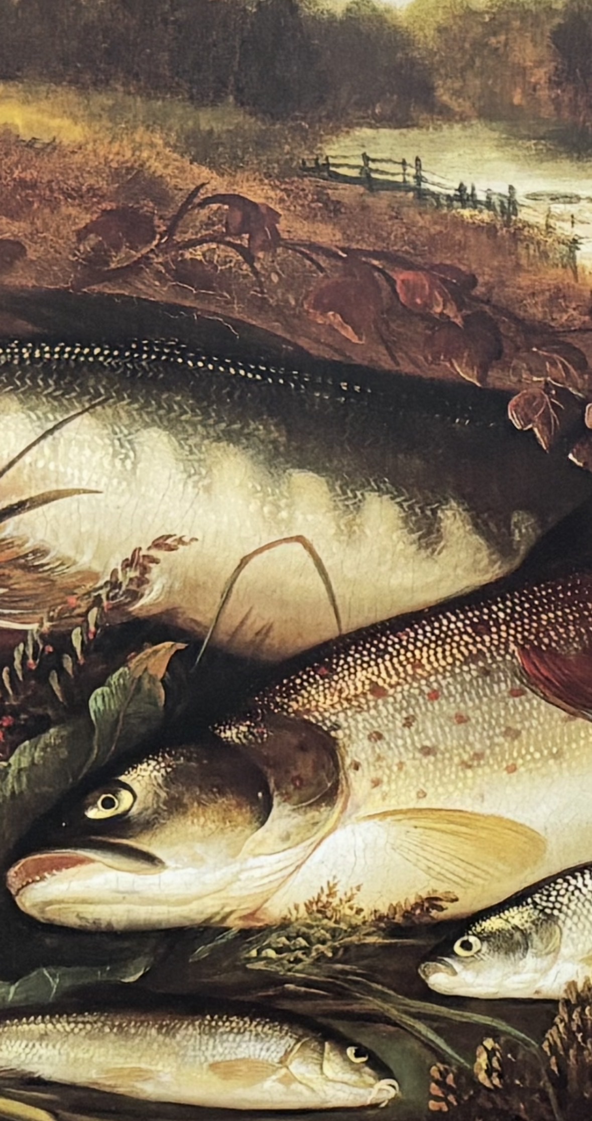 H.L. Rolfe "Freshwater Fish" Colour Print, Published 1998 - Image 3