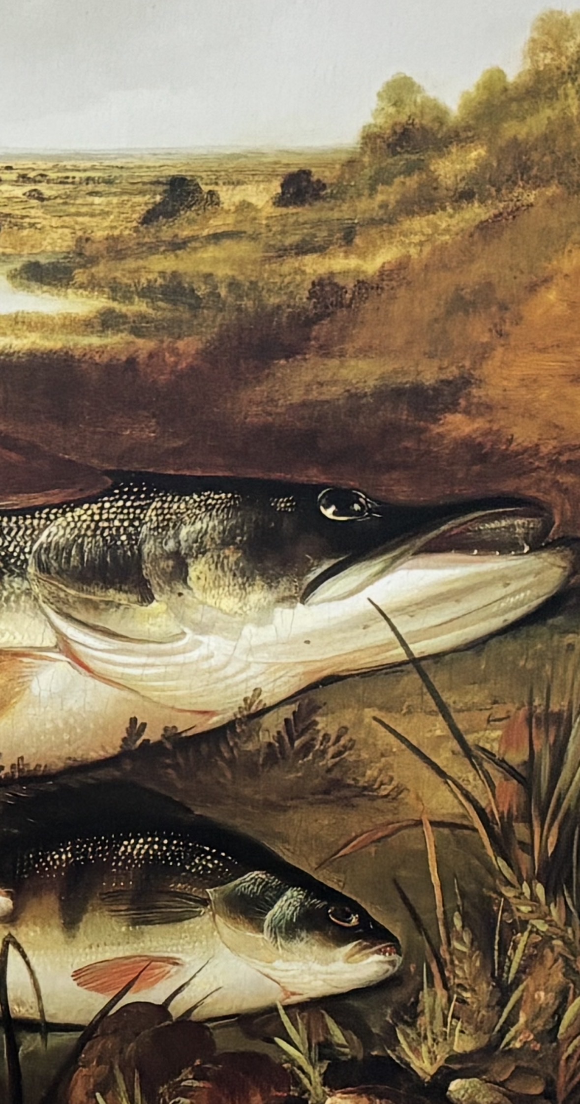 H.L. Rolfe "Freshwater Fish" Colour Print, Published 1998 - Image 2