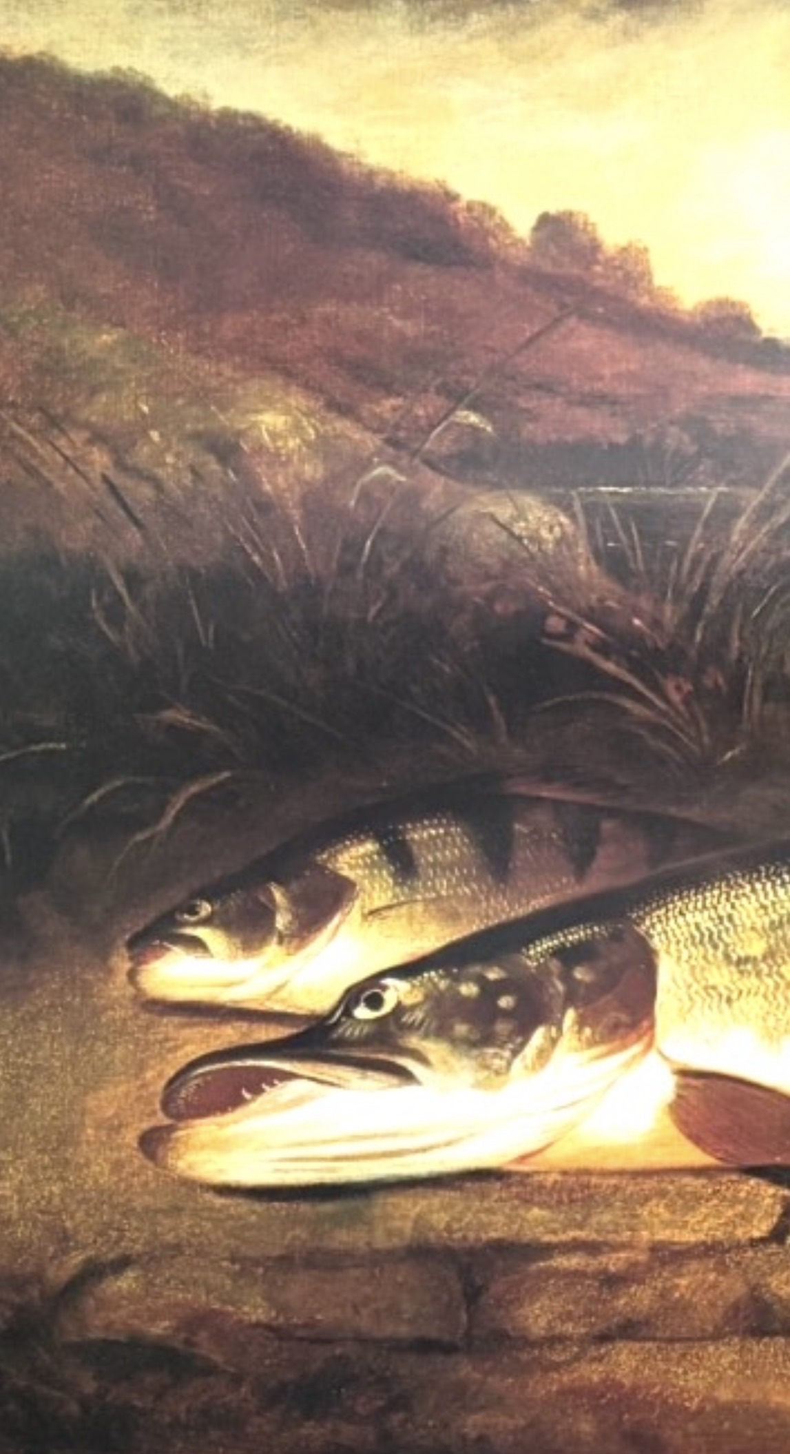 H.L. Rolfe "Pike & Perch" Colour Print, Published 1998 - Image 2