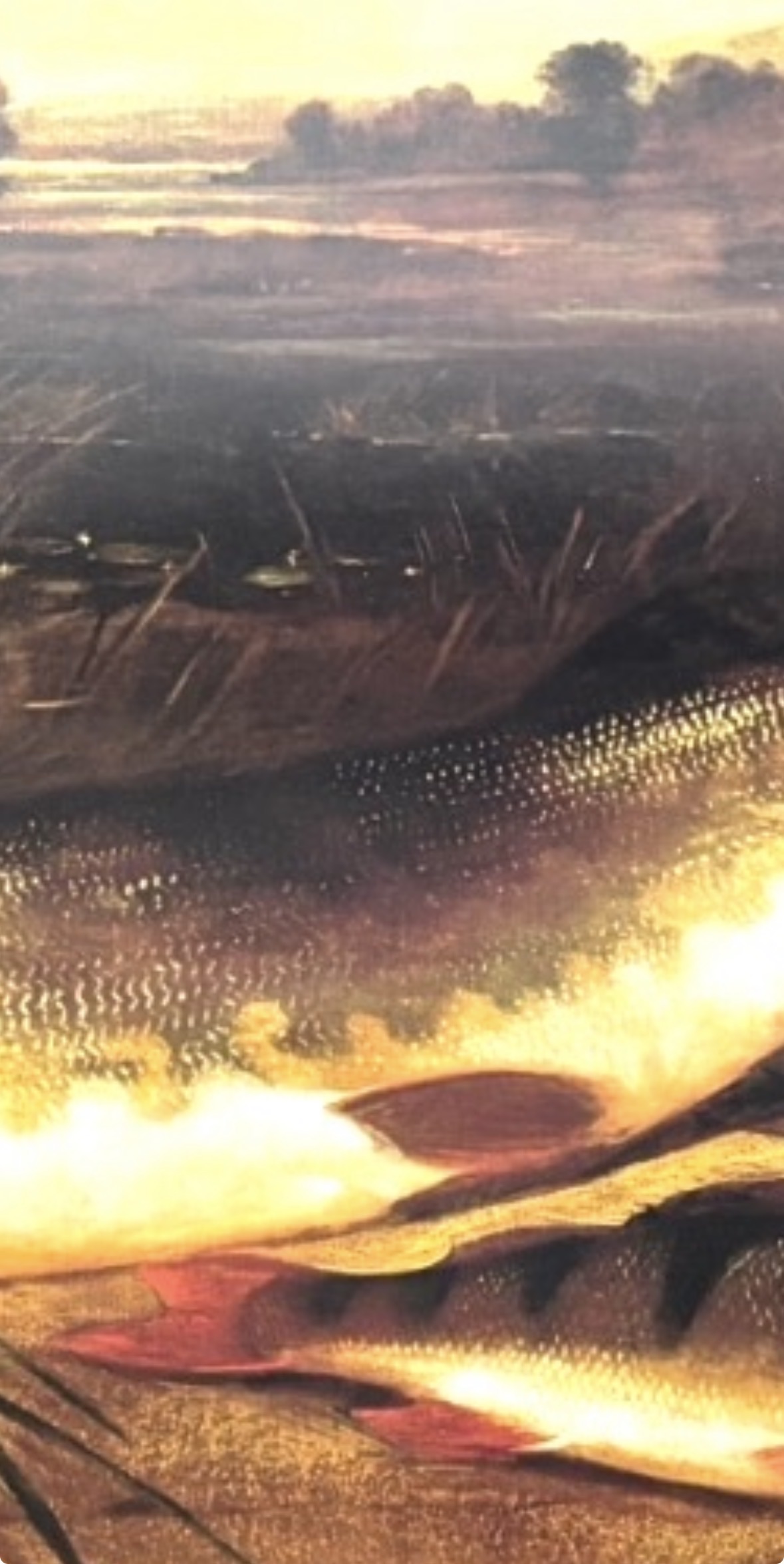 H.L. Rolfe "Pike & Perch" Colour Print, Published 1998 - Image 3